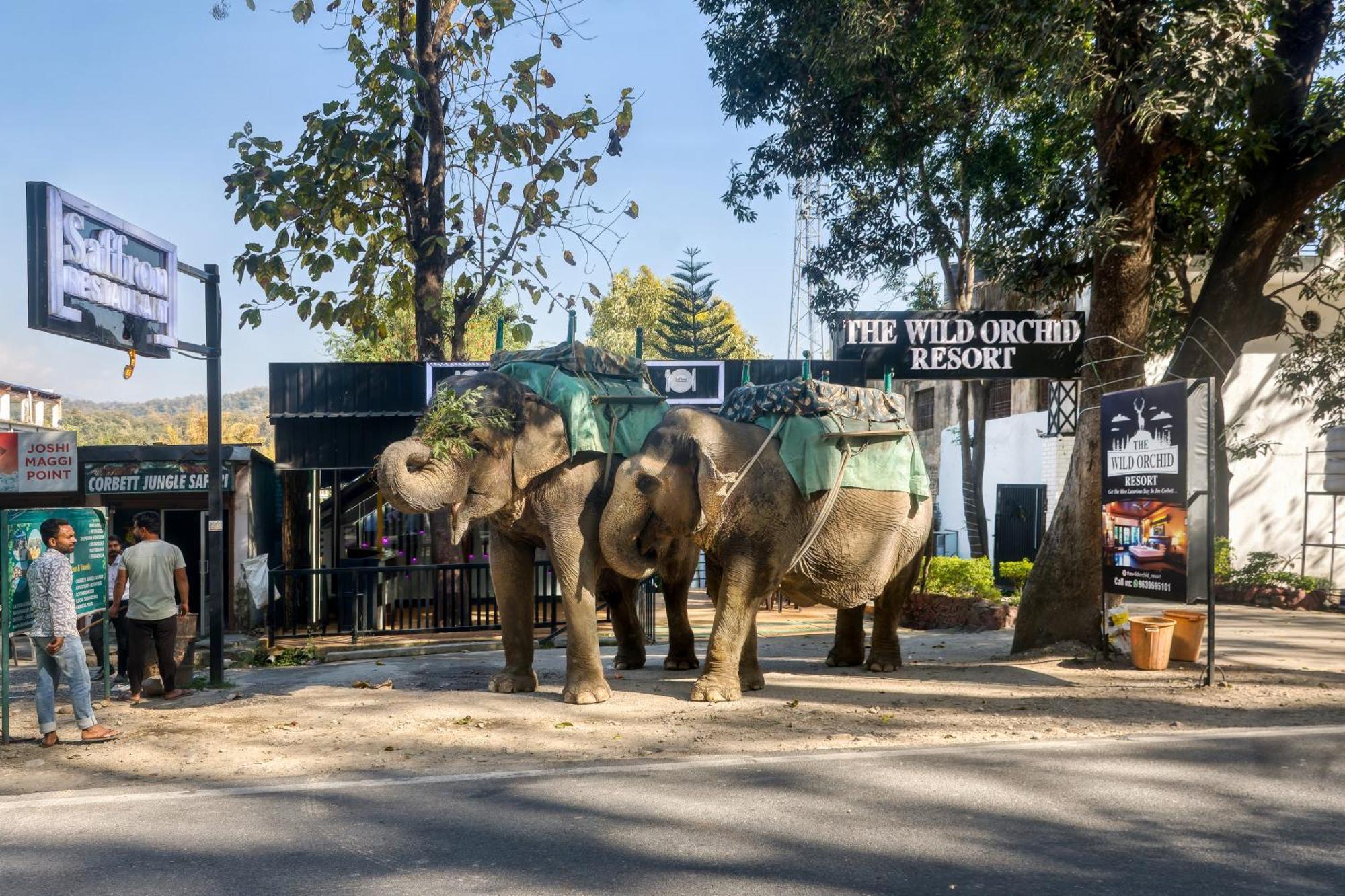 The Wild Orchid Resort Corbett Rámnagar Kültér fotó